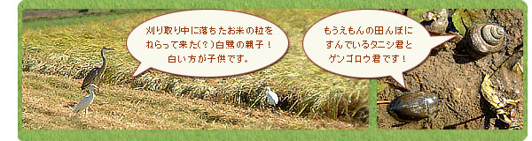 ���T�M�̐e�q�ƁA�^�j�V�ƃQ���S���E�ł��I