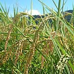 ピロール栽培米